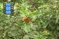 Scene 06_hssflight_Heliconius ismenius at lantana flower